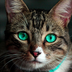 十大悬赏任务平台ios