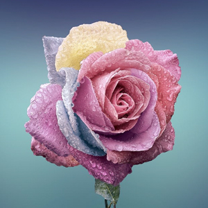 转发文章赚钱是真的吗？阅读转发怎么可以赚的更多？